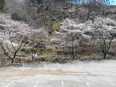 20200405sakura15