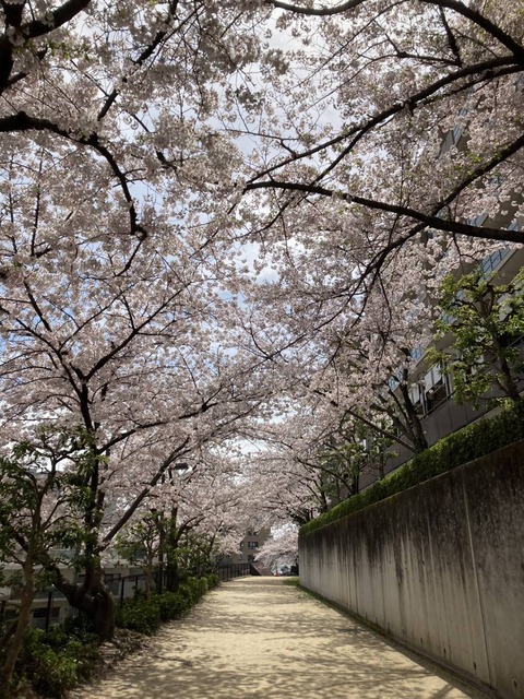 20240407桜番外 (10)