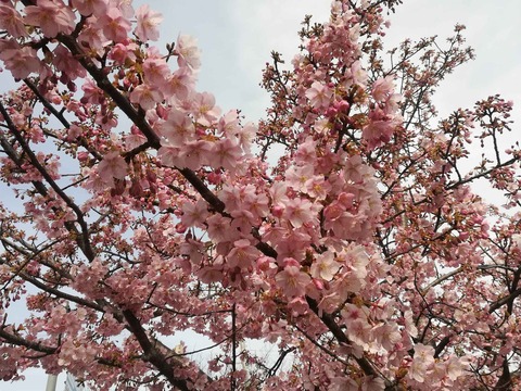 kawazu20200301_4_tutui
