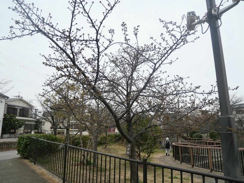 20250308河津桜 (1)