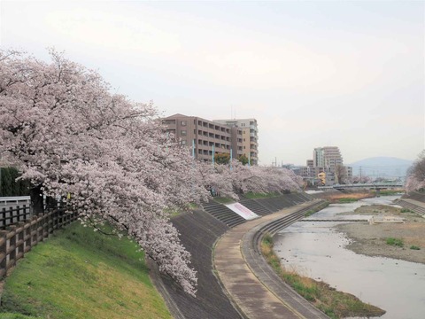 20230401桜 (2)