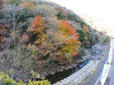 20241207府道6号紅葉 (22)