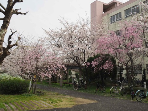 20230325玉川小学校 (3)