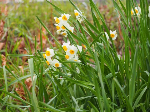 20240203スイセン (3)