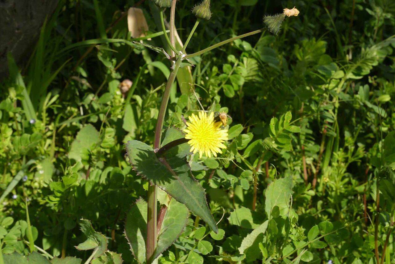 春が近づいて街かどで多くの花を見かけた ホトケノザ ノゲシ ヒメオドリコソウ ムスカリ ボケ 年3月 高槻network新聞 春が近づいて街かどで多くの花を見かけた ホトケノザ ノゲシ ヒメオドリコソウ ムスカリ ボケ 年3月 高槻network新聞