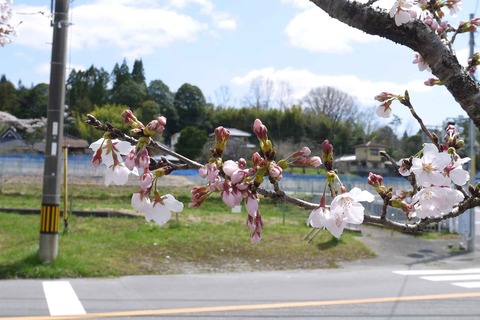20200405sakura5