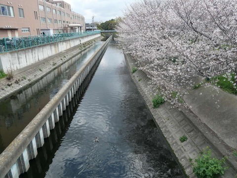 20250404唐崎西 (11)