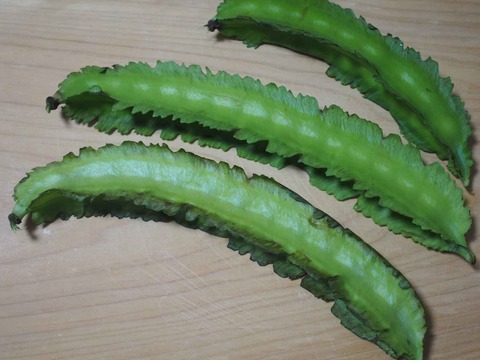 20230924シカクマメ (2)