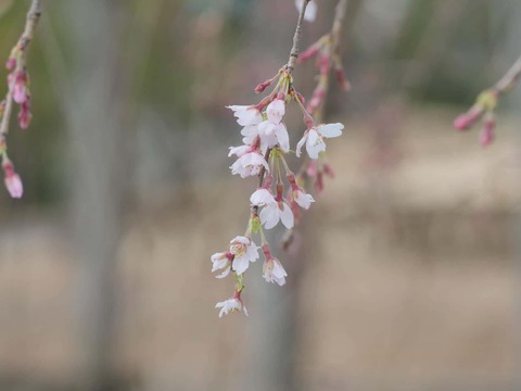 20260318摂津峡公園 (11)