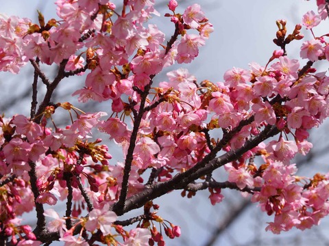 20240302筒井池公園 (20)