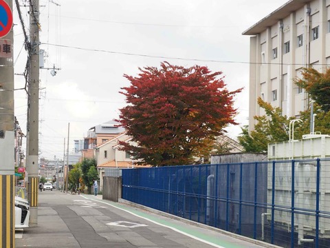 20221105三島高等学校紅葉 (2)