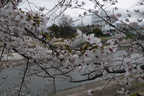 20200328_sakura10