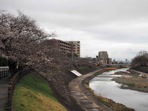 20230324芥川桜堤 (1)
