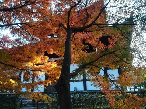20211120東福寺 (5)
