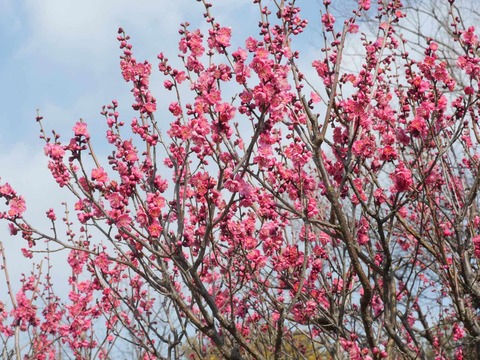 20260202万博記念公園 (63)