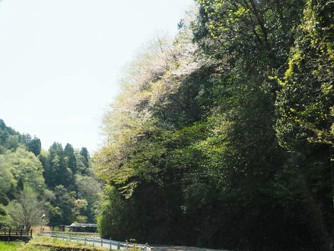 20250427樫田桜 (24)