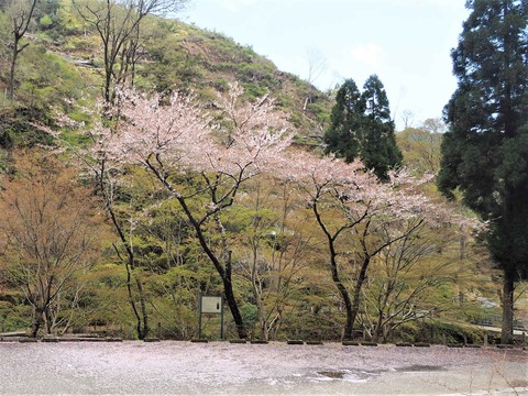 20230408樫田方面桜 (24)