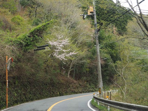 20230408樫田方面桜 (4)
