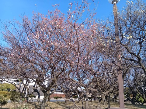 20260204しろあと梅 (2)