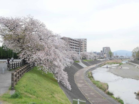 20260409芥川桜堤 (4)