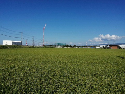 20240904西面稲 (1)