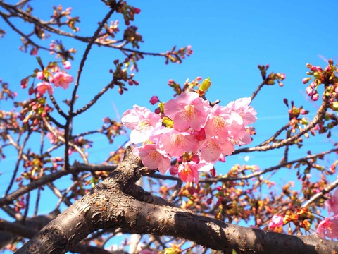 20240224筒井池河津桜 (9)
