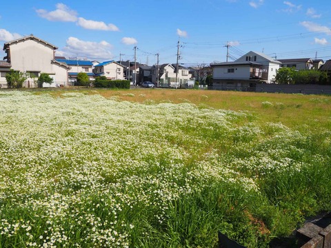 20220417お花畑 (4)