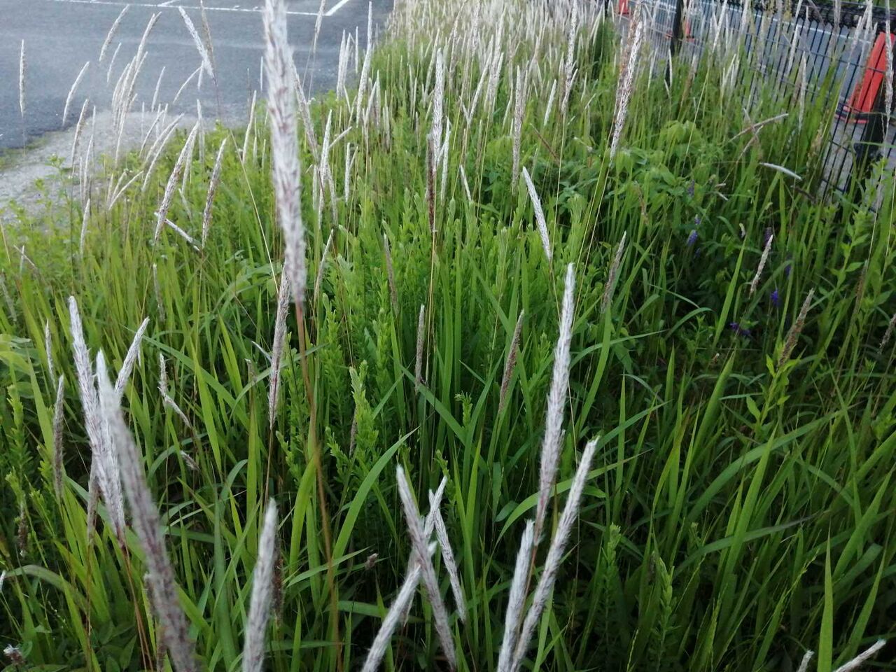 高槻の街かど 金色に光るチガヤの穂が見られる 22年 高槻network新聞