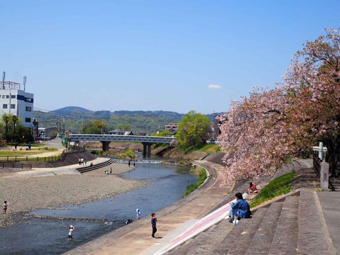 20240414桜 (13)