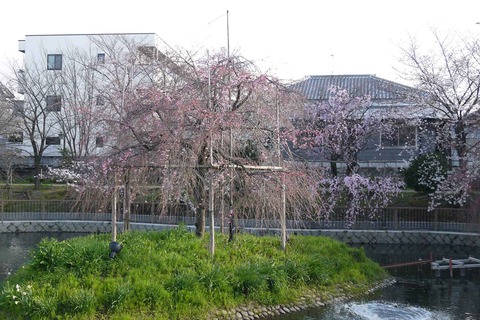 20200329sakura17