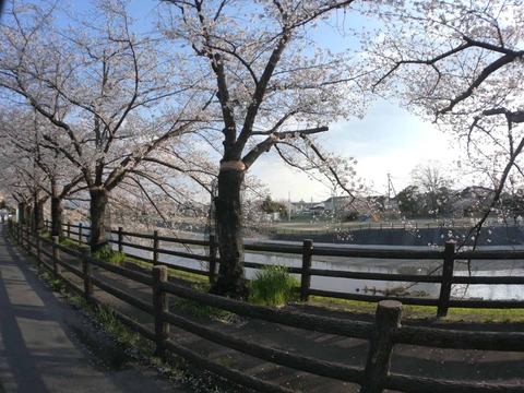 20260403桜 (140)