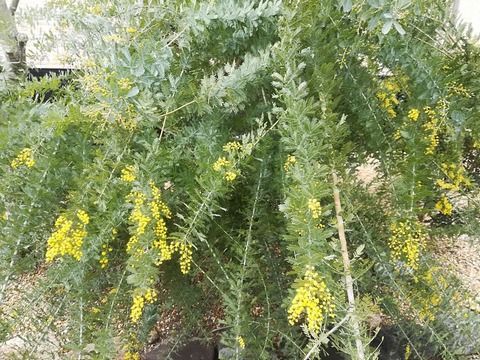 20240227ミモザ (4)