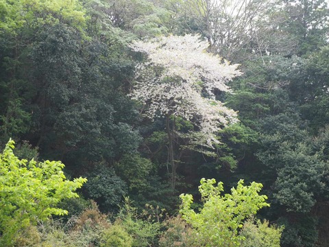 20250420山桜 (6)