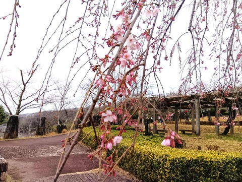 20250325さくら公園 (1)