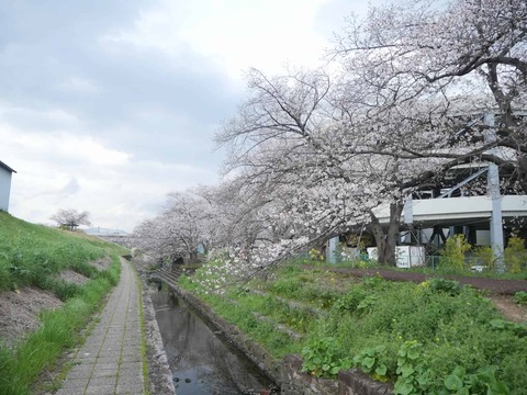 20260331桜 (187)