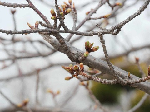 20260206筒井池公園 (2)
