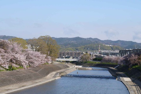 20200414sakura3