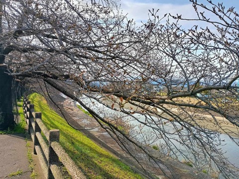 20250327芥川桜堤 (5)