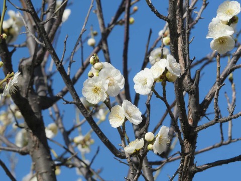 20260217茨木梅林 (31)