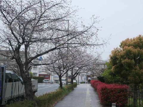 20260401富田桜 (15)