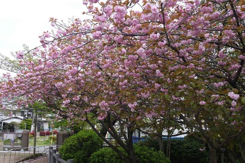 20200418sakura6