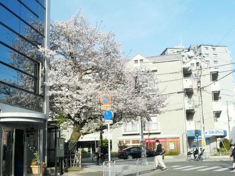 20250409桜 (5)