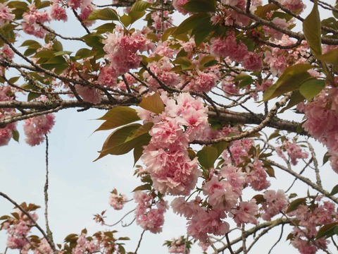 20250503樫田桜 (10)