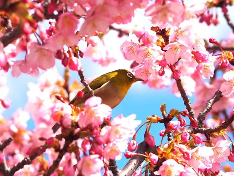 20240302筒井池公園 (9)