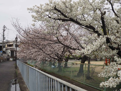 20230325筒井池公園 (37)