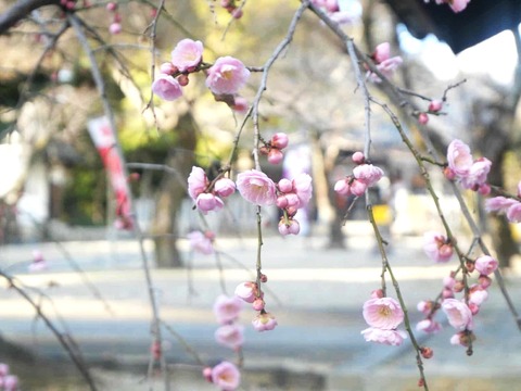 20250222上宮天満宮 (43)