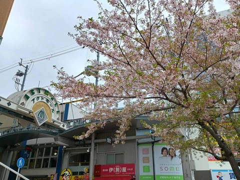 20260413桜 (2)