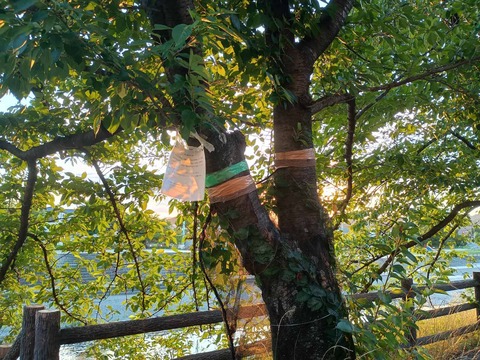 20250725桜伐採予定 (1)