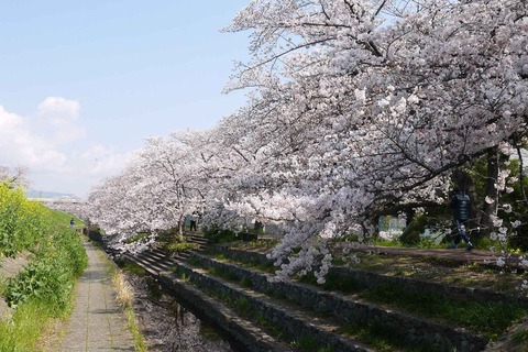 20200404sinkawa19