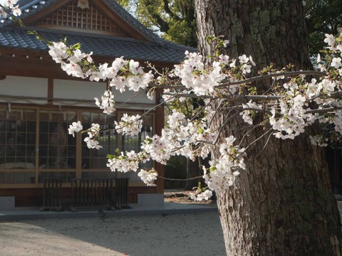 202604033桜 (10)